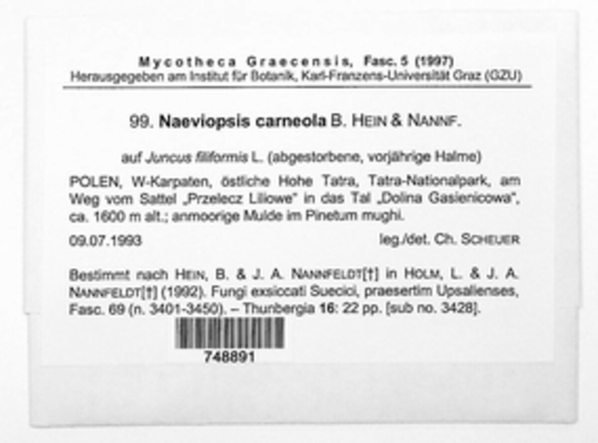 Naeviopsis carneola image